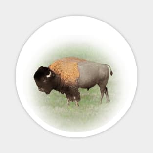 Bison Magnet